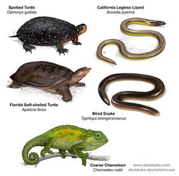 Reptiles