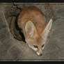 Fennec Fox