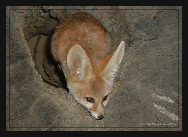 Fennec Fox