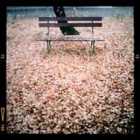 Bench in the autumn