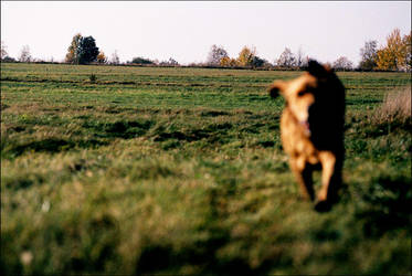 Flying dog