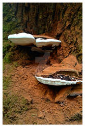 Polypores