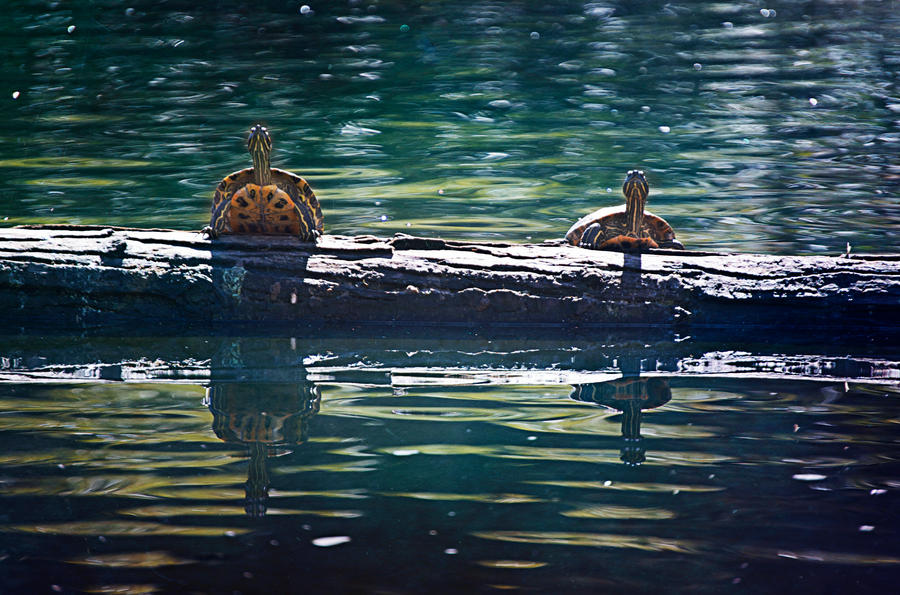 Curious Turtles.