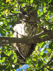 Angry Owl