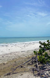 Sanibel Beach