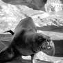 Sea Lion