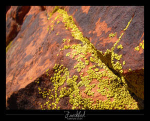 Freckled - Valley of Fire
