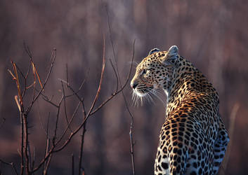 Sabi Leopard