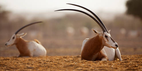 Arabian Oryx