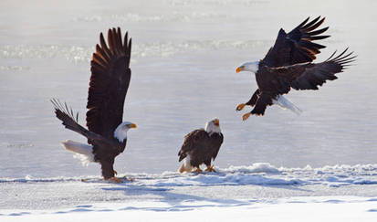 Bald Eagles Of Alaska