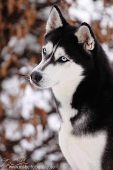 Siberian Husky.