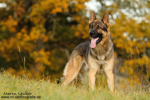 german shepherd II