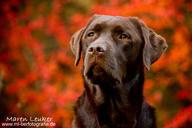 Stella by Maaira Stella by Maaira