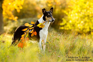 autumn collie