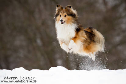 fly, sheltie, fly!