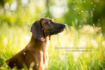 dandelions by Maaira dandelions by Maaira