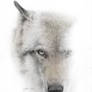The Wolf