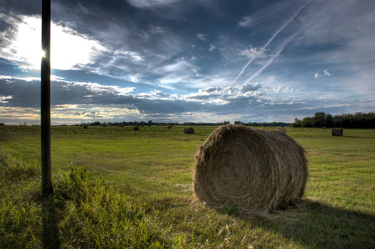 Wheat Field