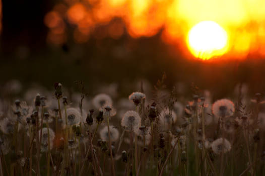 Sunsets on the Field