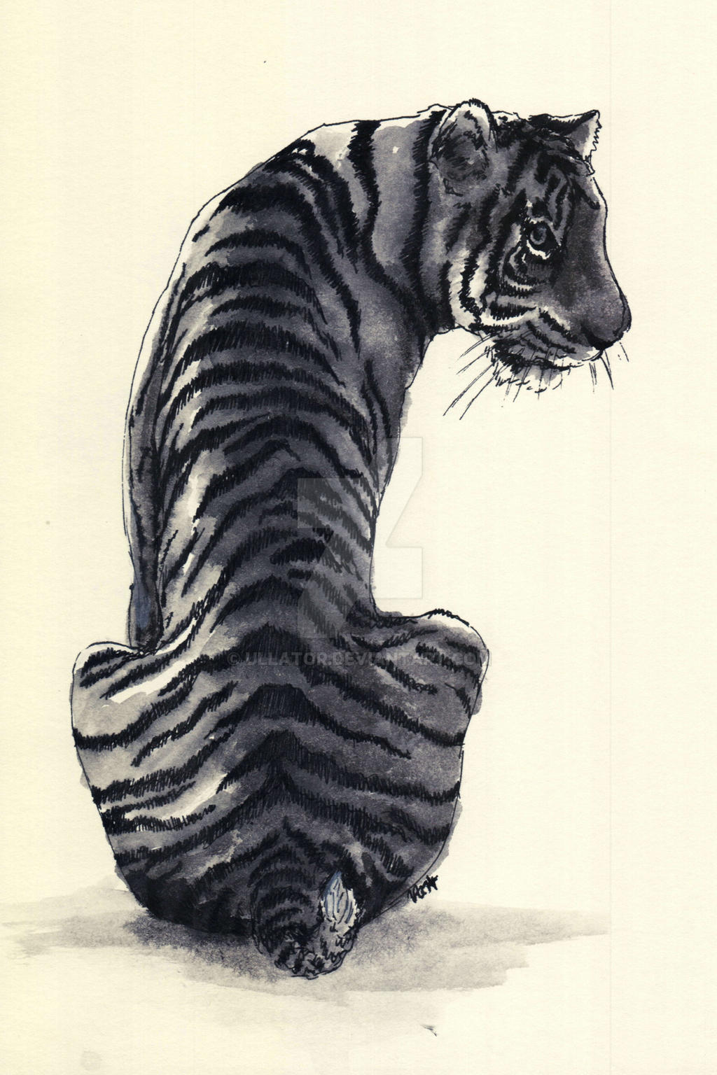 tiger