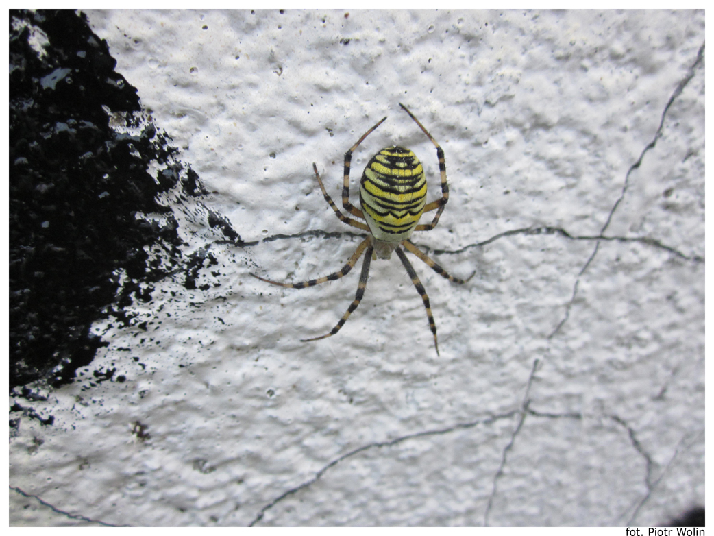 Argiope bruennichi