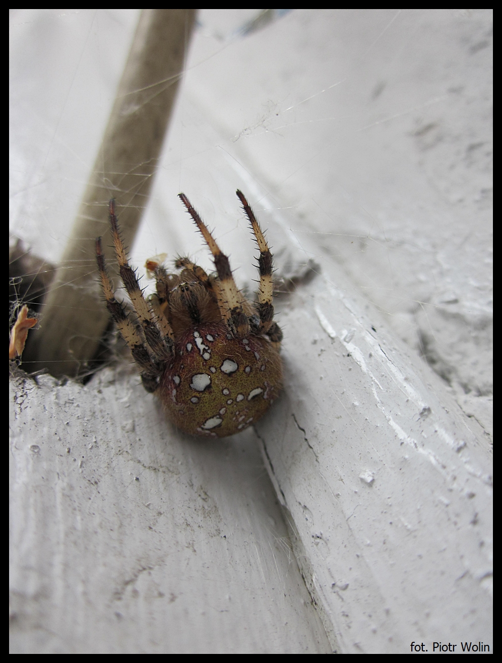 Araneus quadratus