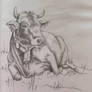 Mini Cow Drawing