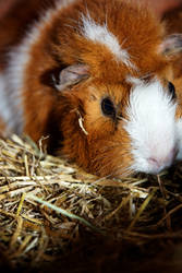 Guinea Pig I