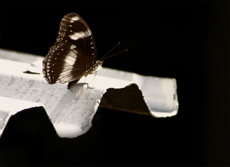 Corrugated Butterfly