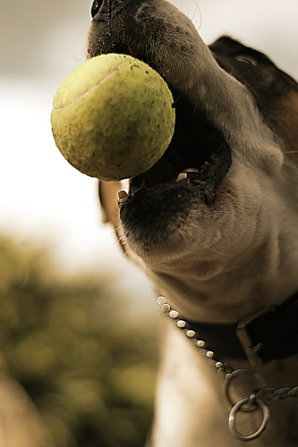 Tennis Ball Diet