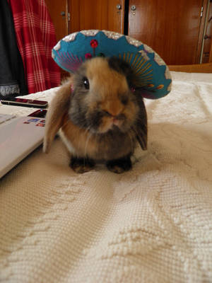 Stock Mexico bunny mini lop
