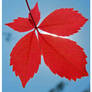 Red Butterfly Leaf