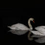 Swan at night 5