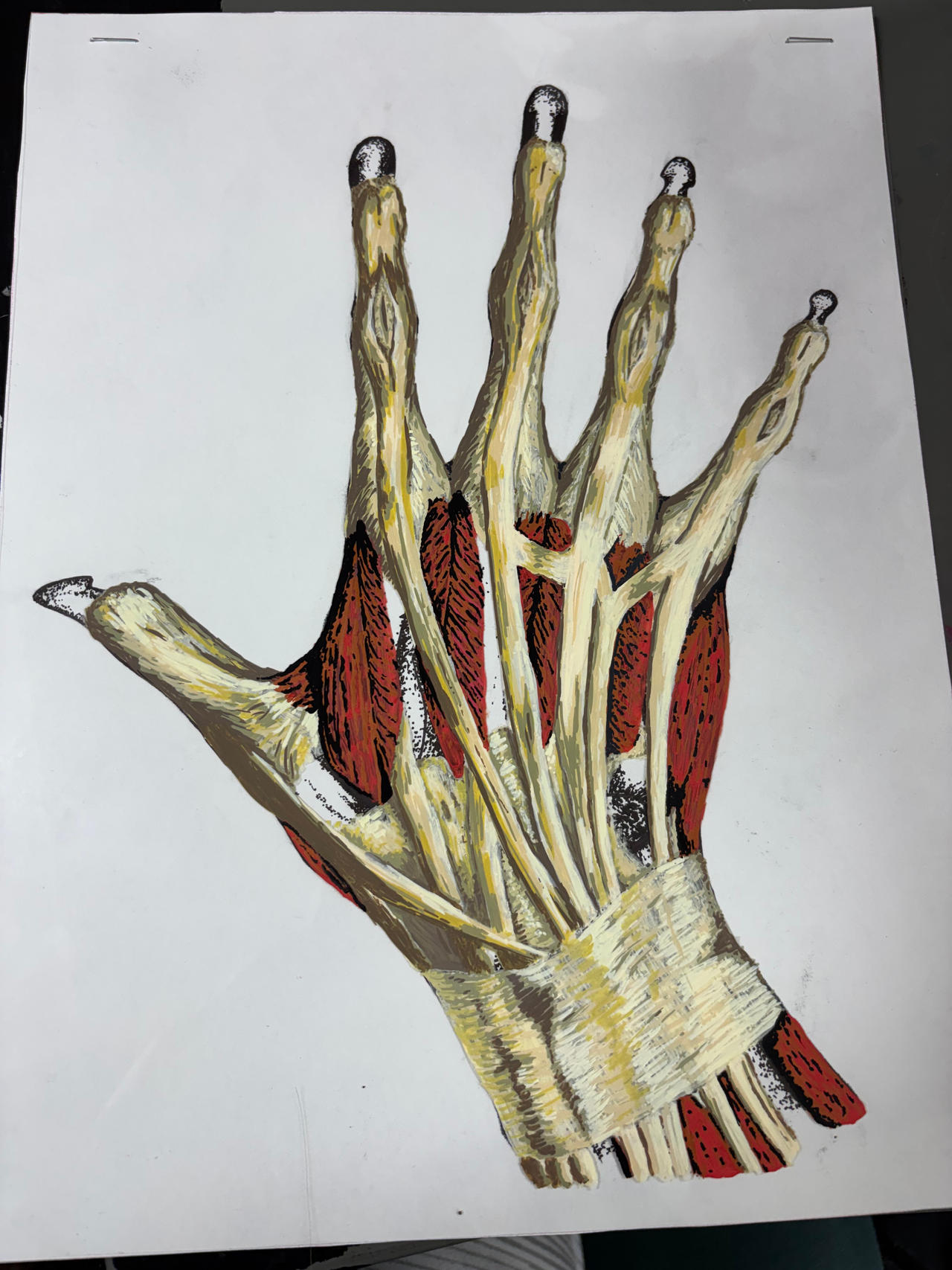 Hand Anatomy Study By FigureTheHazmat On DeviantArt hand-anatomy-study-by-figurethehazmat-on-deviantart