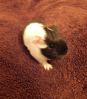 Guinea Pig