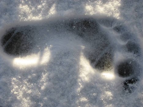 footprint in the snow