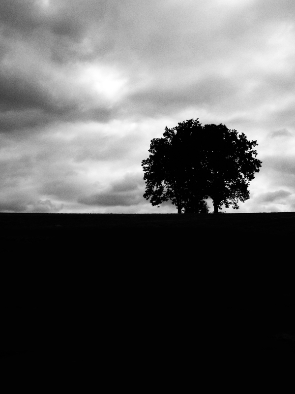 Oaks on a Hill on a Cloudy Day