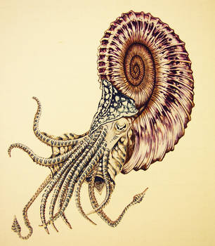 Spiral nautiloid, color image