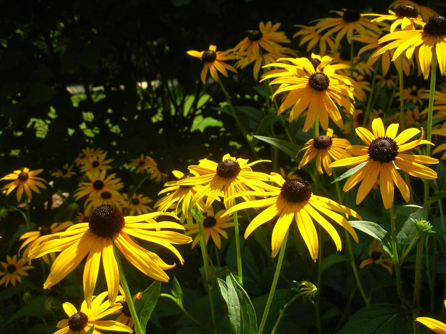 Black Eyed Susan