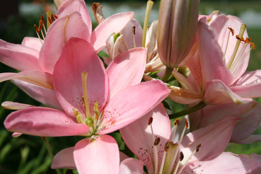 Kay's Lilies