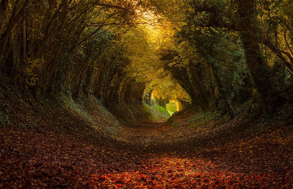 Золотом заполыхала листва место сбора. Таинственный Шервудский лес Англия. Халнакер тоннель из деревьев. Халнакер Англия. Таинственные пейзажи.