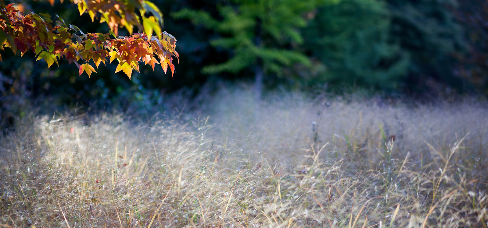 Leaves and sun beam