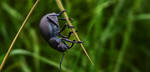 Big bug by WTek79