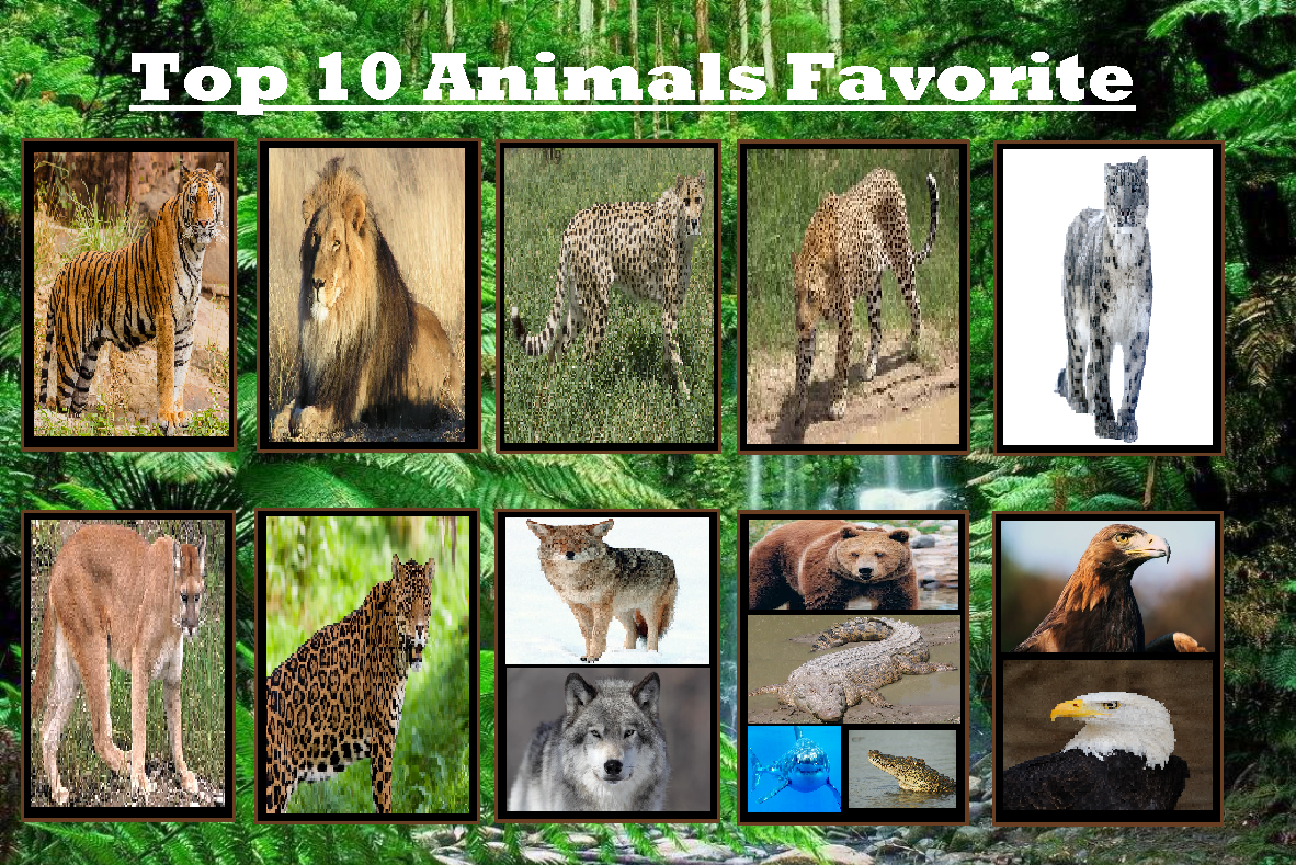 My Top 10 Favorite Animals by Bart-Toons on DeviantArt My Top 10 Favorite Animals by Bart-Toons on DeviantArt