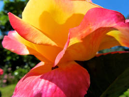 Yellow And Pink Rose