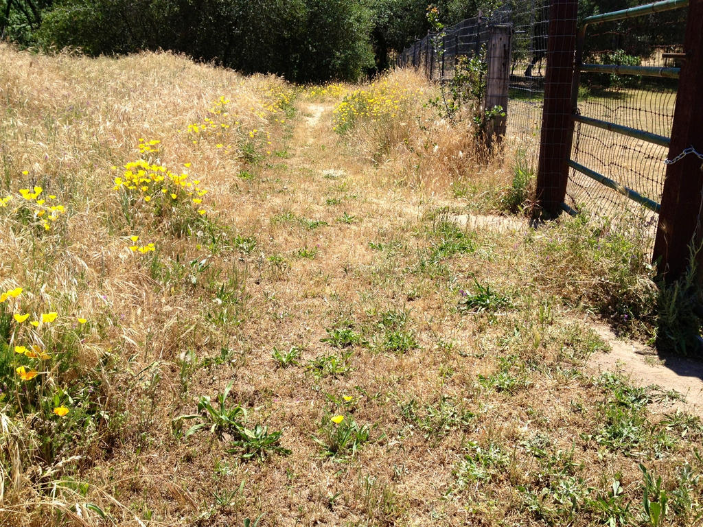 Daisy Path- free stock by thebesthorsestock on DeviantArt