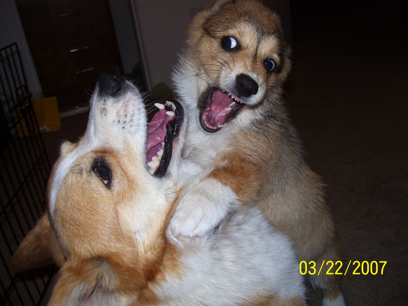 Death by Corgiiiiiiiii