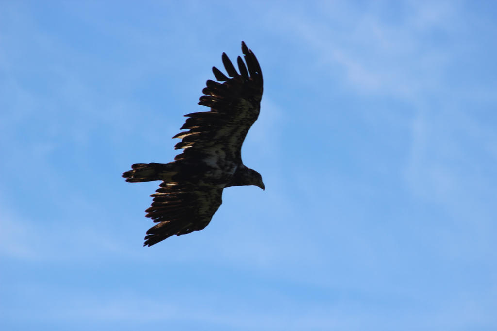 immature Eagle