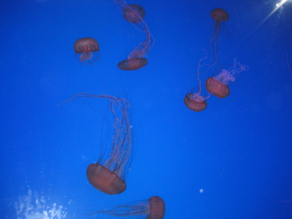 Jelly Fish