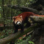 red panda